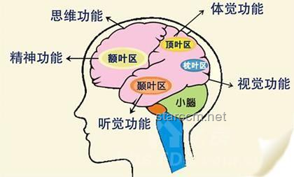如果人类语言文字短时间创造，文字识别大脑皮层如何快速演化？