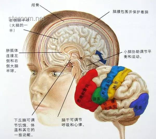如果人类语言文字短时间创造，文字识别大脑皮层如何快速演化？